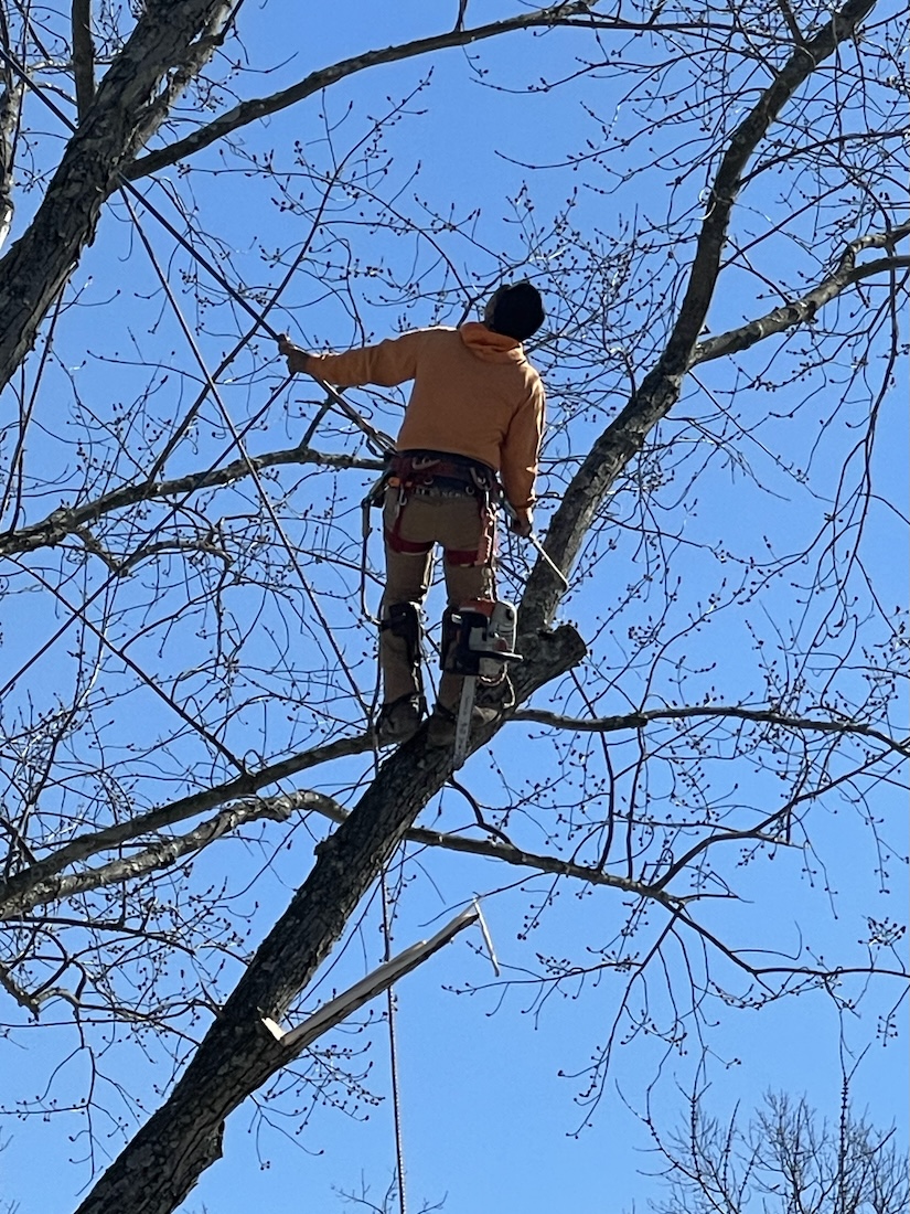 Certified climber pruning a large tree in Shelby County, Kentucky