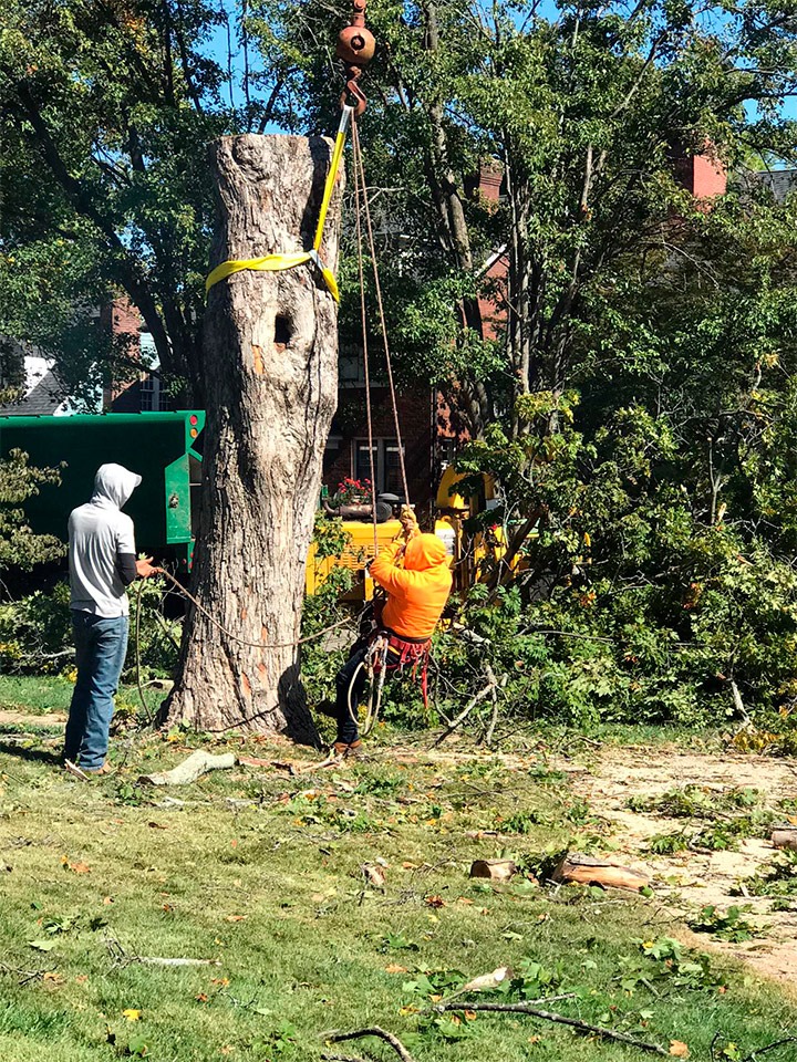 Sanchez Tree Service completed job in Shelbyville, KY — photo 1