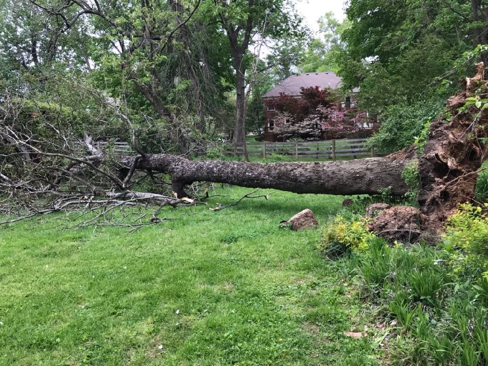 Sanchez Tree Service completed job in Shelbyville, KY — photo 2