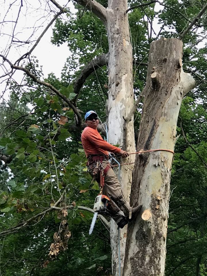 Sanchez Tree Service completed job in Shelbyville, KY — photo 18