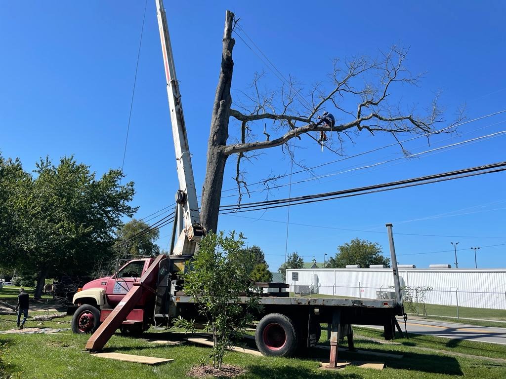 Sanchez Tree Service completed job in Shelbyville, KY — photo 22