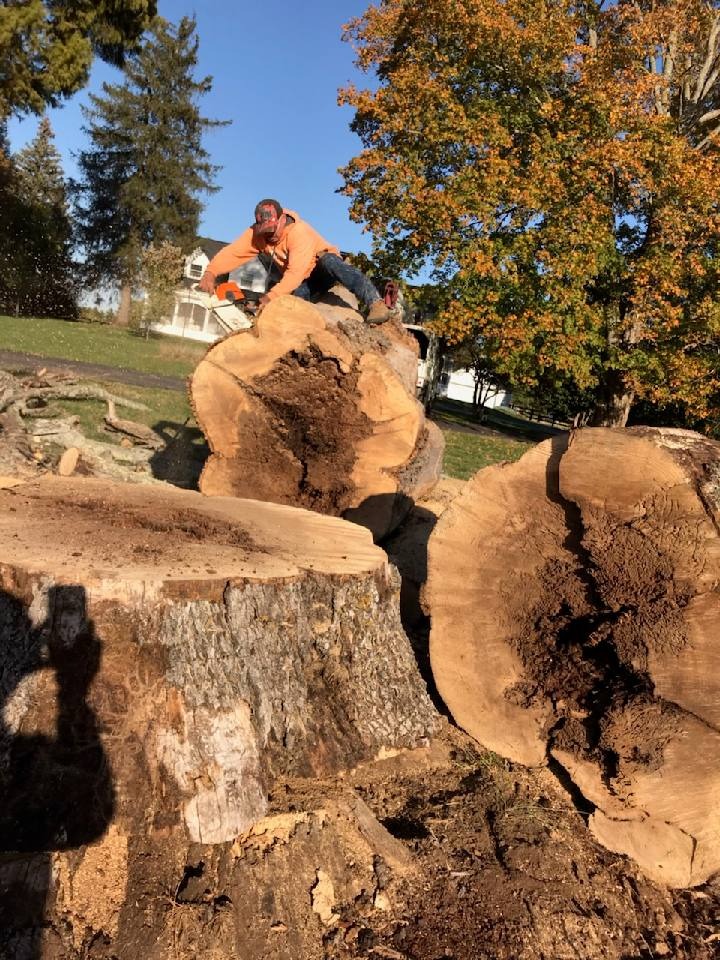Sanchez Tree Service completed job in Shelbyville, KY — photo 23