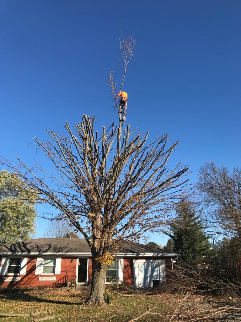 Sanchez Tree Service completed job in Shelbyville, KY — photo 24