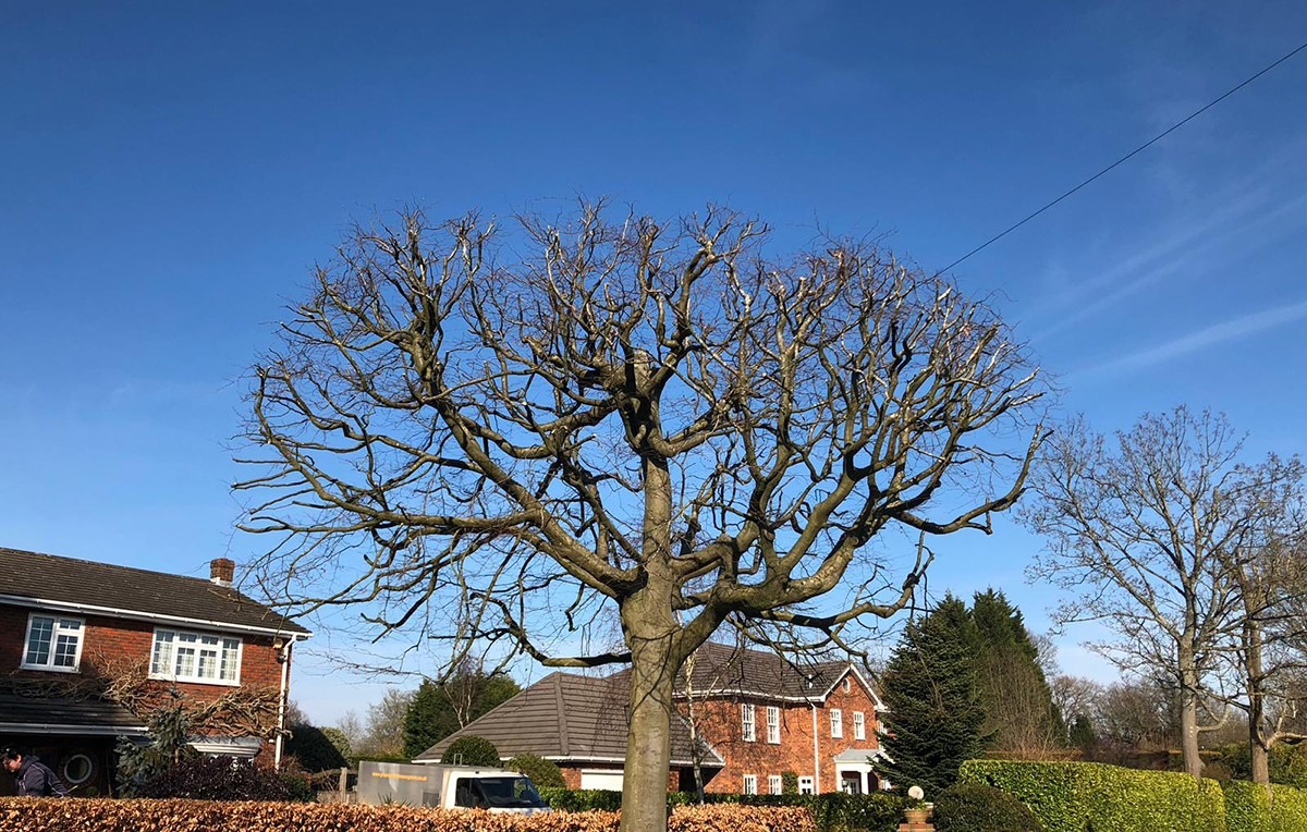 Sanchez Tree Service completed job in Shelbyville, KY — photo 26