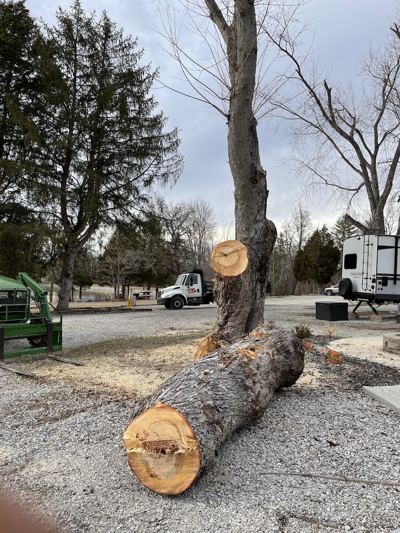 Stump grinding and stump removal service in Shelbyville, KY