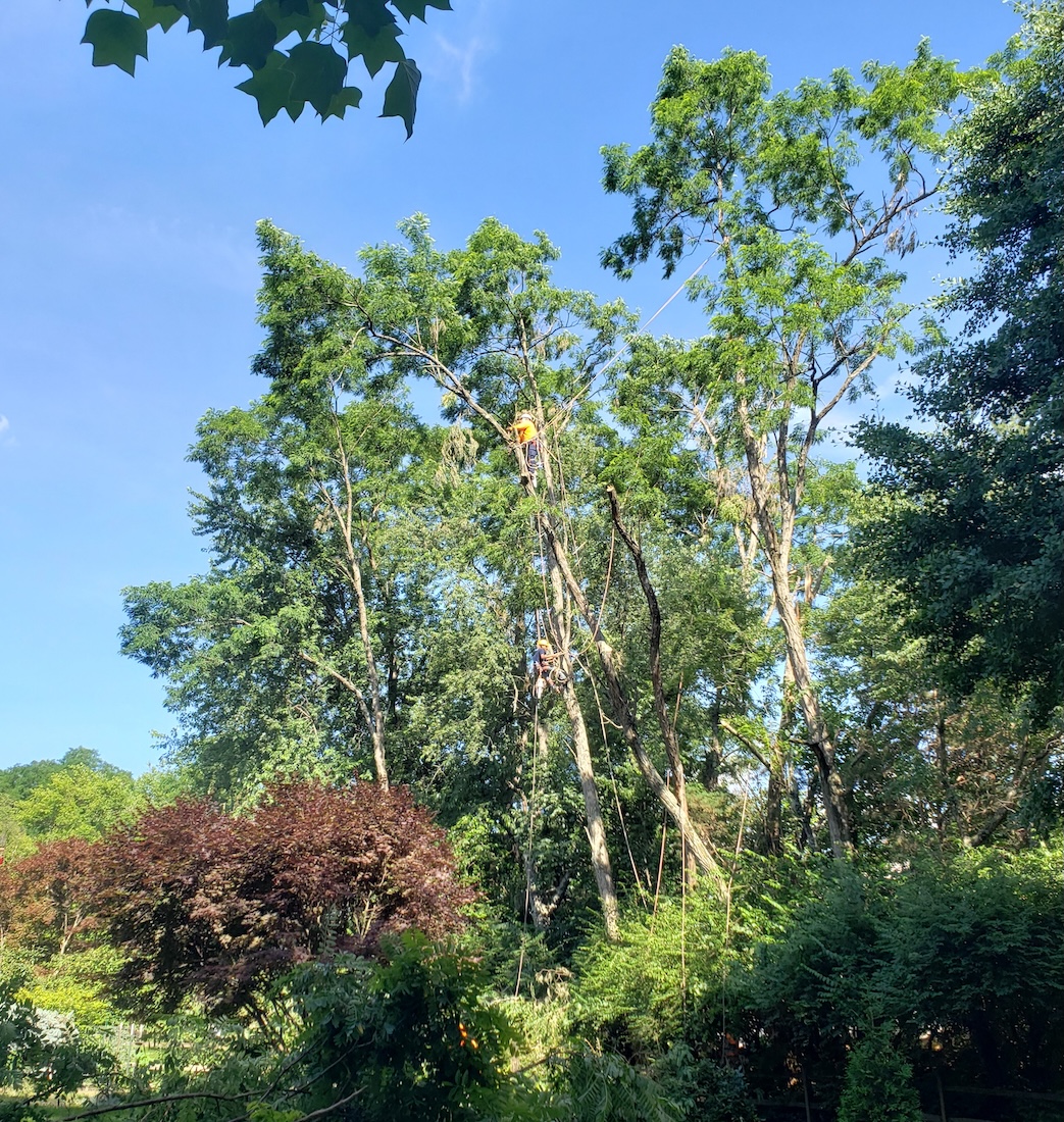 Professional tree trimming and pruning in Shelbyville, KY